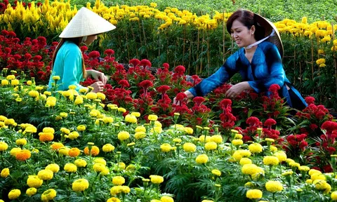 Tiền Giang: Đa dạng các loại hoa Tết, giá cao
