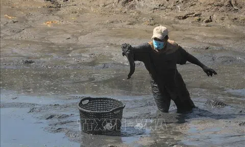 Cà Mau: Tháo nút thắt để phát triển kinh tế nông nghiệp