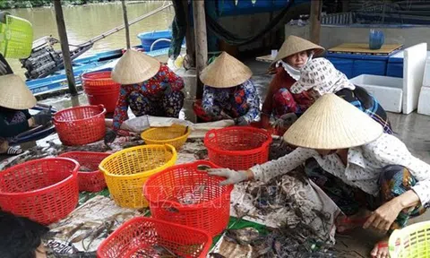 Bạc liêu: Sản xuất tôm – lúa được mùa, được giá