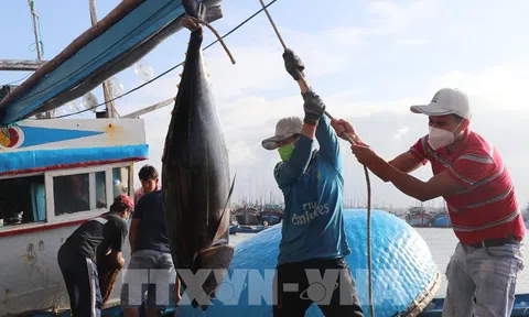 Phú Yên: Ngư dân câu cá ngừ đại dương thắng lớn chuyến biển cuối năm