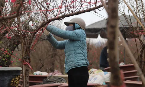 Ninh Bình: Lượng khách mua giảm, người trồng đào lo lắng
