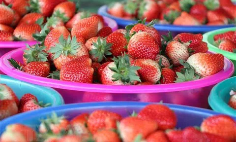 Sơn La: Thu trên 10 triệu đồng mỗi ngày từ trồng dâu tây