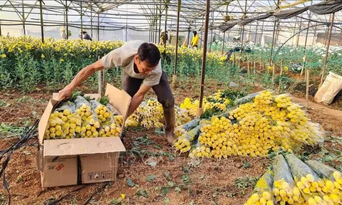 Lâm Đồng: Chưa vào cao điểm vụ Tết giá hoa cúc Đà Lạt đã bắt đầu tăng
