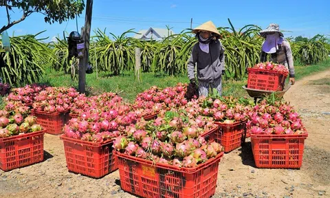 Xúc tiến xuất khẩu thanh long sang thị trường Ấn Độ