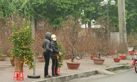 Vĩnh Phúc: Hoa, cây cảnh cận Tết ảm đạm do sức mua giảm mạnh