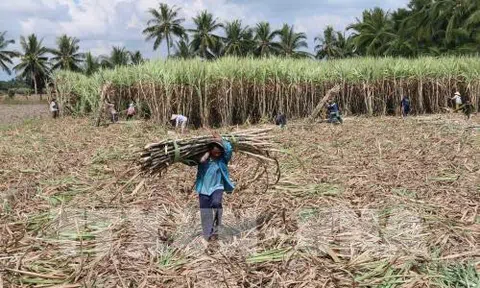 Ngành mía đường ngày càng bị co hẹp