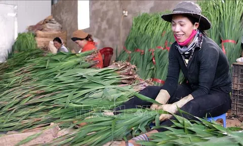 Lâm Đồng giá hoa lay ơn tăng cao ngay đầu vụ Tết