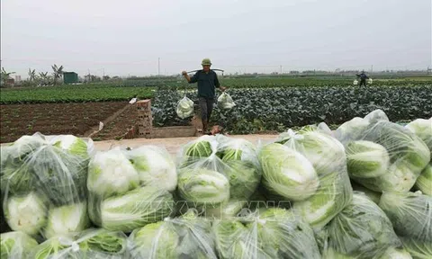 Hà Nội rau xanh được mùa, nông dân có lãi