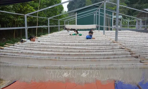 Làng nghề miến dong nổi tiếng xứ Thanh "chạy đua" với đơn hàng Tết