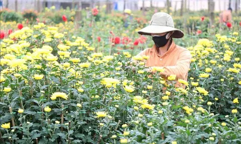 Nhà vườn Quảng Trị phấn khởi khi hoa Tết được mùa