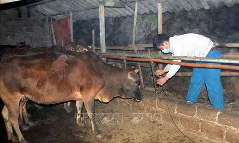 Sơn La: Phòng, chống rét cho đàn vật nuôi