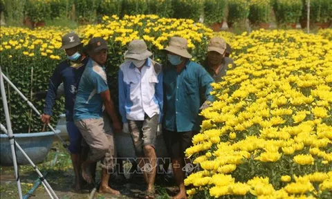 Bà Rịa-Vũng Tàu: Hoa Tết tại vườn tiêu thụ nhanh, giá tăng nhẹ