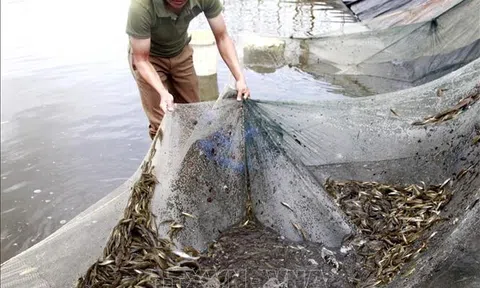 Quảng Ngãi: Nuôi thử nghiệm thành công thương phẩm cá bống cát sông Trà