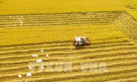 Thị trường nông sản tuần qua: Giá lúa tiếp tục ổn định