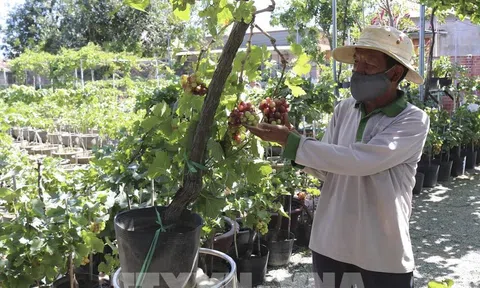 Nho cảnh Ninh Thuận hút hàng cận Tết