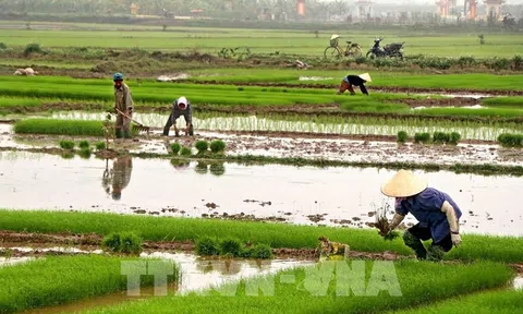 Một số địa phương cơ bản hoàn thành lấy nước cho vụ Đông Xuân