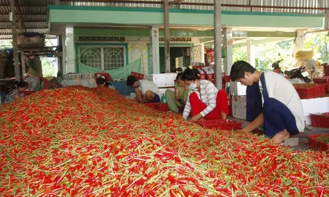 Đồng Tháp mất mùa, rớt giá ớt vụ Đông Xuân