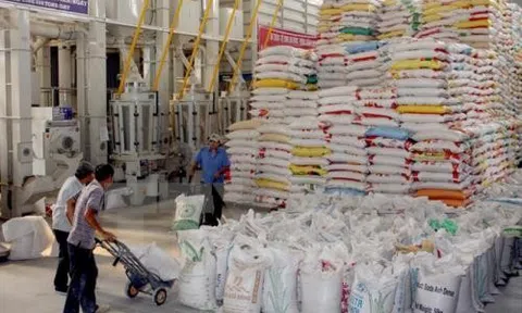 Xuất cấp hơn 13.610 tấn gạo dự trữ quốc gia hỗ trợ nhân dân 9 tỉnh