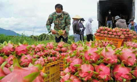 Bình Thuận kết nối hỗ trợ tiêu thụ sản phẩm nông sản