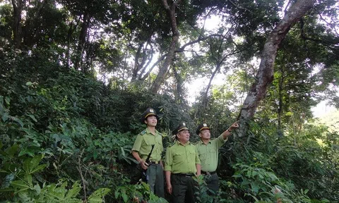 Bắc Giang ngăn chặn, xử lý các vi phạm về quản lý bảo vệ rừng