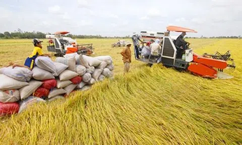 Đồng Tháp: Phát triển sản xuất lúa theo hướng an toàn, chất lượng