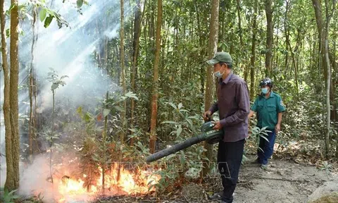 Bà Rịa-Vũng Tàu: Chủ động phòng chống cháy rừng dịp Tết Nguyên đán
