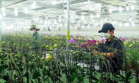 Thừa Thiên – Huế: Ứng dụng công nghệ nâng cao chất lượng hoa Tết