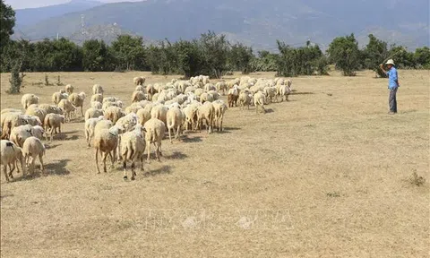 Ninh Thuận dự kiến đầu tư hơn 740 tỷ đồng phát triển ngành chăn nuôi