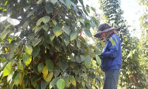 Đắk Nông: Hồ tiêu được mùa, được giá
