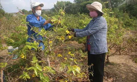 Bà Rịa-Vũng Tàu: Thất thu vụ mai Tết