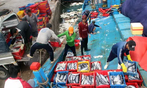 Bà Rịa-Vũng Tàu: Ngư dân trúng lộc biển cuối năm