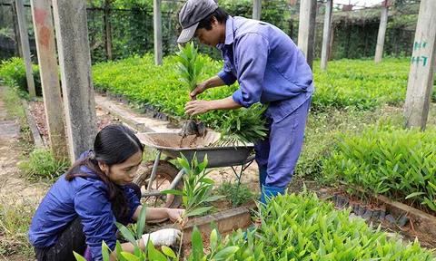 Tuyên Quang: Cung ứng đủ cây giống chất lượng cho trồng rừng năm 2022