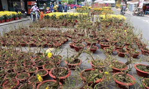 Diện tích trồng hoa kiểng Tết ở Long An giảm đến 50%