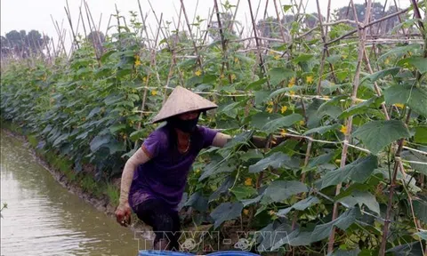 Hà Nam: Liên kết tiêu thụ sản phẩm cây vụ Đông cho hiệu quả cao