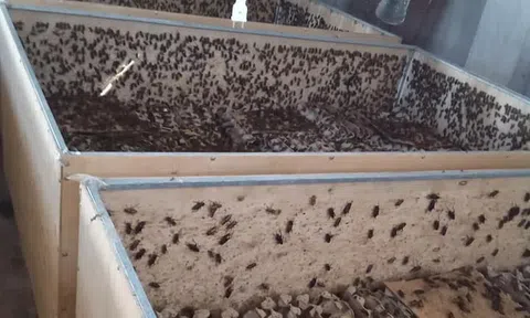 Tây Ninh: Thành công từ mô hình nuôi dế thương phẩm