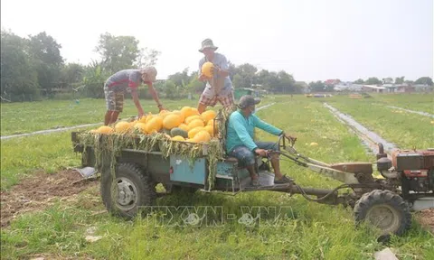 Trái cây Tết ở Bà Rịa-Vũng Tàu tiêu thụ mạnh