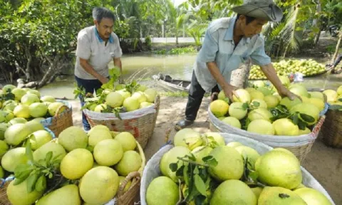 Nhà vườn Trà Vinh thất thu vụ trái cây bán Tết