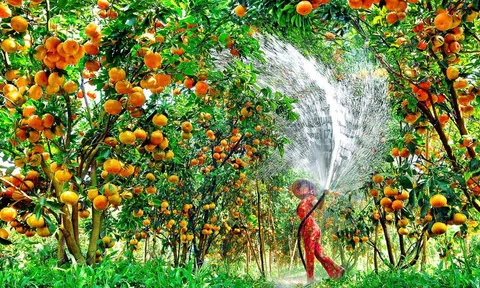 Nông dân Bắc Ninh làm giàu từ trồng cây ăn quả