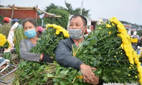 Giá tăng cao, người trồng hoa Nam Định trúng lớn