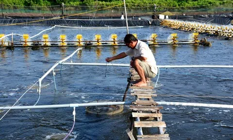 Xử lý vướng mắc, đẩy nhanh cấp mã số cơ sở nuôi tôm