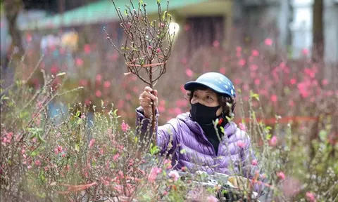 Hoa quả phục vụ Tết tăng mạnh