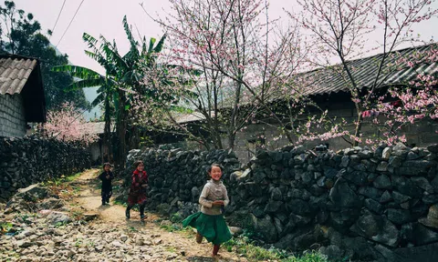 Tản văn: Một thoáng mùa xuân trên miền đá quê hương