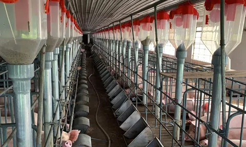 Khi cử nhân tài chính, kỹ sư robot rẽ ngang