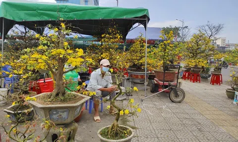 Chợ hoa, cây cảnh vắng những ngày giáp Tết