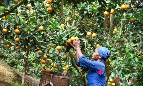 Hưng Yên: Trái ngọt từ chuyển đổi cơ cấu cây trồng