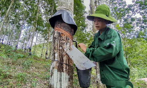 Hành trình 14 năm cây cao su trên đất Điện Biên