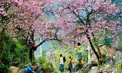 Xuân đã đem mong nhớ trở về