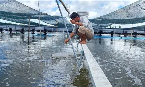 Con tôm Việt đón sóng cơ hội trong năm 2022