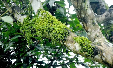 Sơn La: Triển vọng từ cây chè Shan Tuyết cổ thụ