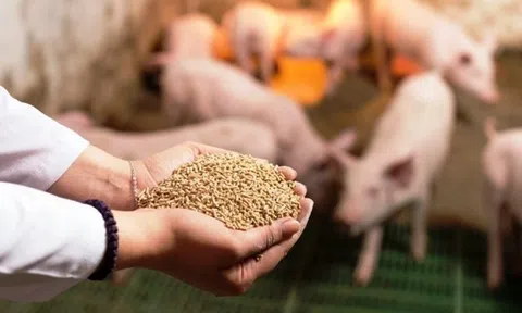 Xu hướng phát triển của ngành thức ăn chăn nuôi trong năm 2022